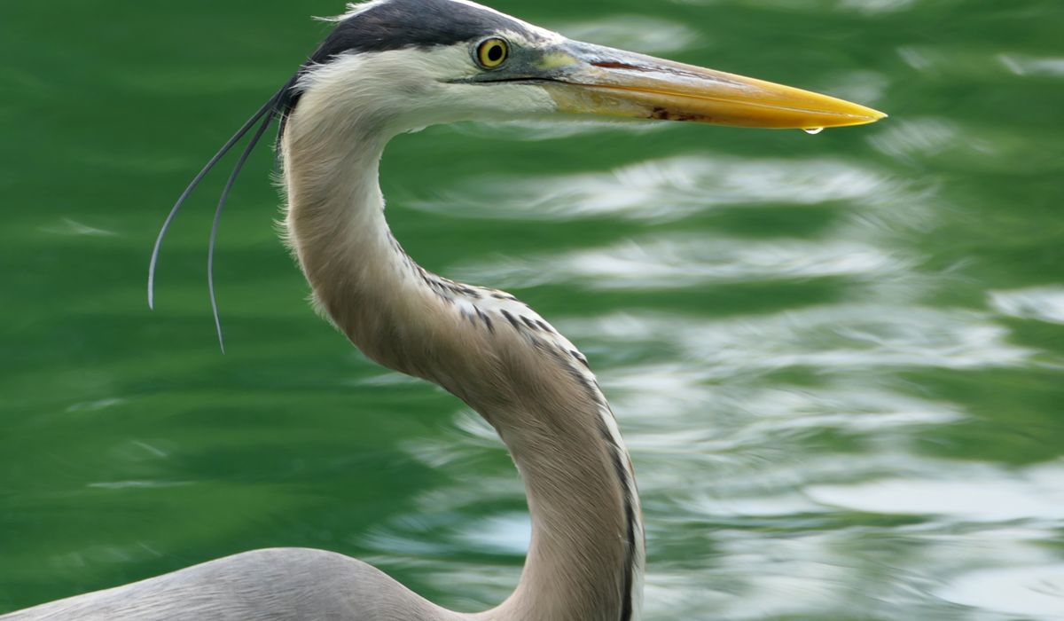 How to share canal locks with other boaters